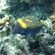 88- Poisson-coffre ponctue 